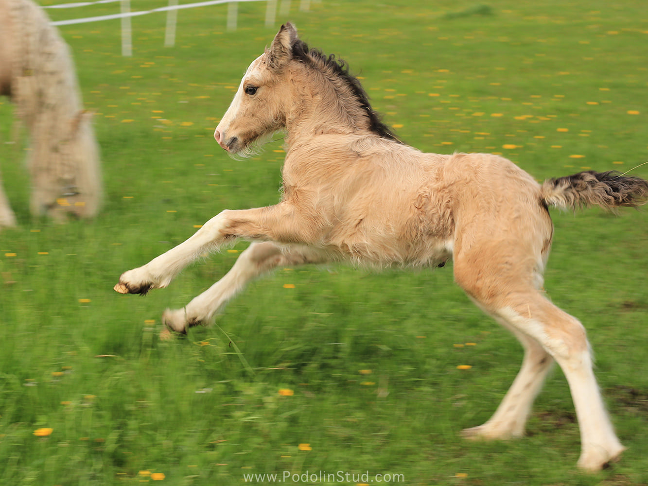 Buckskin Gypsy Cob Foal